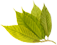 Green leaf graphic