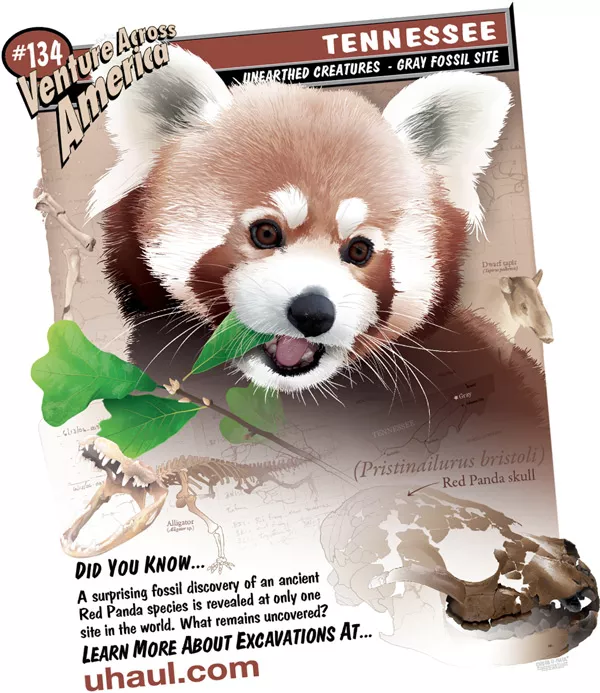 A surprising fossil discovery of an ancient Red Panda species is revealed at only one site in the world. what remains uncovered?